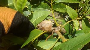 カマキリの卵